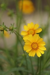 coreopsis