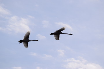 Swan Couple Flying