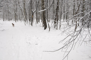 Winter landscape with a park