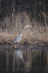 Naklejka premium Great Blue Heron