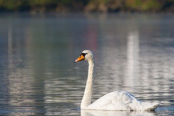 Schwan