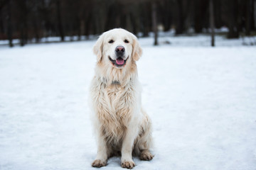 A beautiful, cute and cuddly golden retriever dog sitting in a park on a cloudy winter day