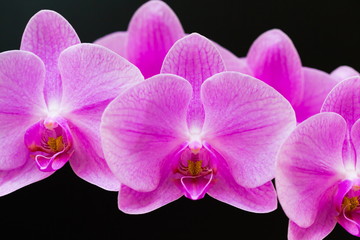 Fototapeta na wymiar Flowers. Pink orchids. Black background