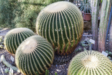 Echinocactus grusonii, große Kakteen, große runde kakteen im gewächshaus