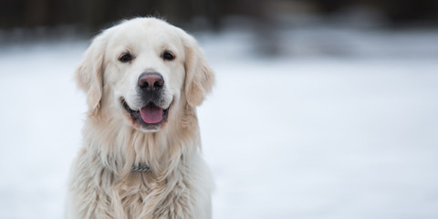 A beautiful, cute and cuddly golden retriever dog sitting in a park on a cloudy winter day