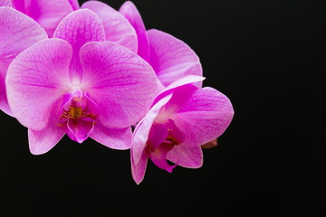 Flowers. Pink orchids. Black background