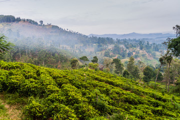 Tea plantation near Bandarawela, Sri Lanka