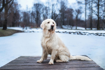 A beautiful, cute and cuddly golden retriever dog sitting in a pier in a park. Cloudy winter day