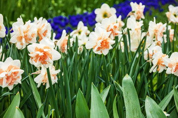 Spring flowers in garden - narcissus and hyacinth