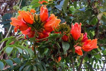 tulip tree red flowers close up natural African plant