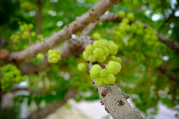 The star gooseberry fruit, one of Thailand fruit.