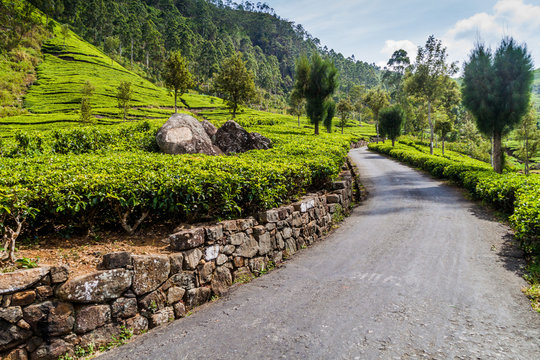 Road through tea plantations in mountains near Haputale, Sri Lanka