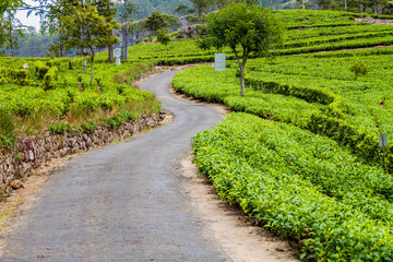 Winding road in tea plantations in mountains near Haputale, Sri Lanka