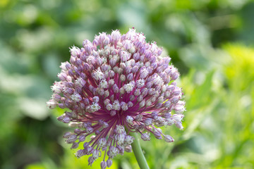 blooming onion, macro close up. Mock up.