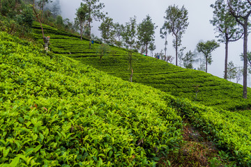 Fototapeta na wymiar Tea plantations near Dambatenne village, Sri Lanka