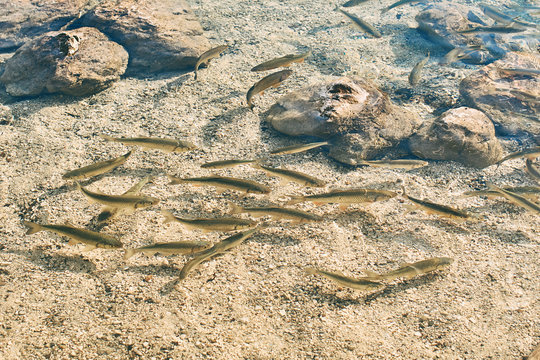 Lots of European chub fish in transparent water of a mountain lake Bohinj, Slovenia