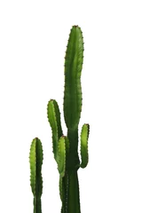 Fototapeten Stachelige Zierpflanze mit grünen saftigen Kakteenstämmen auf weißem Hintergrund, inklusive Beschneidungspfad. © Chansom Pantip