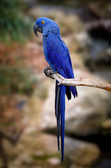 Blue Macaw on tree