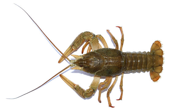 live river crayfish isolated