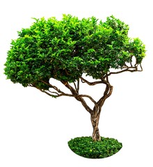 The tree isolated on white background