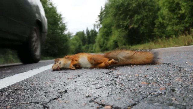 Adult squirrel hit by car on paved forest highway.