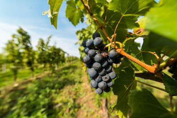 Grapes of red vine on vineyeard