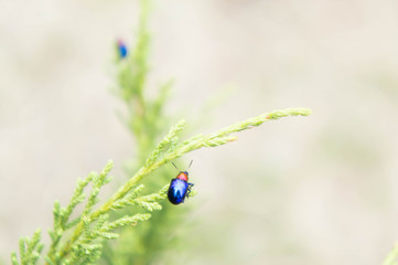 insect animal life in the nature background and copy space bright day tone