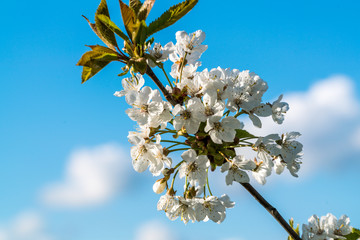cherry blossoms in spring on blue background