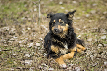 Portrait of black stray dog with reddish spots lying on the ground at early spring season
