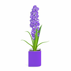 Decorative Hyacinth flower plant planted purple ceramic pot isolated on white background. 3D Rendering, Illustration.