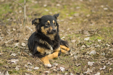 Portrait of old, wise stray dog on the street