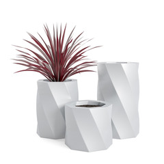 Decorative Dracaena marginata plant planted in white ceramic pot, isolated on white background. 3D Rendering, Illustration.
