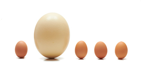 Big ostrich egg among chicken ones in the row