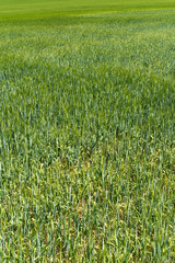 A view of a spring field full of green barley