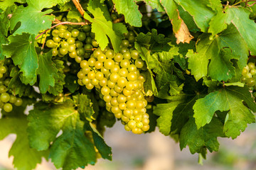 Grapes of white vine on vineyeard