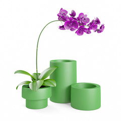 Purple, pink branch orchid flowers with green leaves, green ceramic vase, Orchidaceae, Phalaenopsis known as the Moth Orchid, abbreviated Phal. White background. 3D Rendering, Illustration.