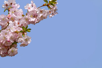 Blooming branch pink sakura on background the blue sky. Floral background with spring flowers.spring landscape.  Spring flowering garden.