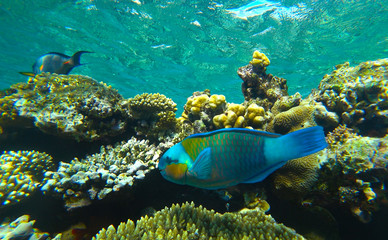 fish parrot and coral reef