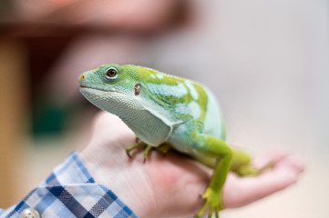 Green Iguana in hand