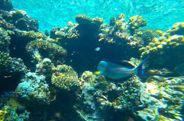 Fototapeta na wymiar fish surgeon and coral reef