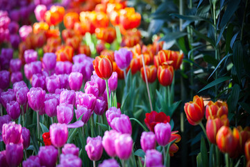 Tulips in the garden at the morning.