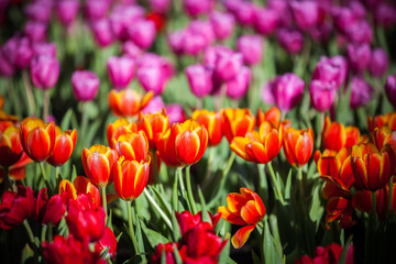 Obraz premium Tulips in the garden at the morning.