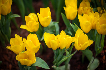 Obraz premium Tulips in the garden at the morning.