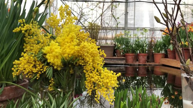 A bouquet of mimosa in a flower shop near the water in a vase