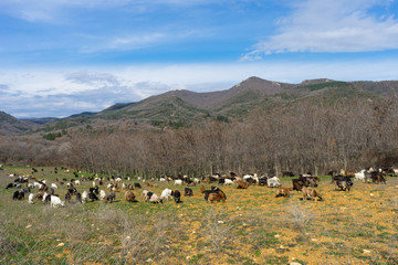 Goats eating grass on a pasture