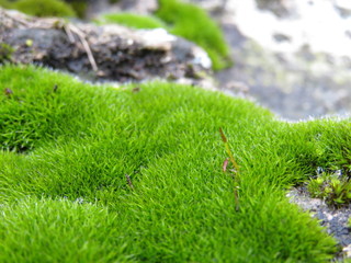 Green moss on stones