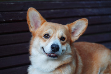 Smilling Happy Dog Cute Corgi