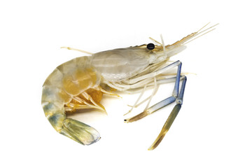 Garnele isoliert