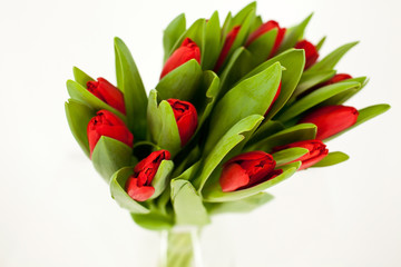 bouquet of red tulips
