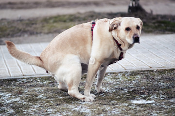 dog defecating on lawn